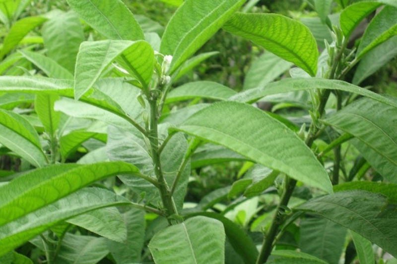 Cây Từ Bi Chữa Bệnh Gì? Công Dụng Và Các Bài Thuốc Hay