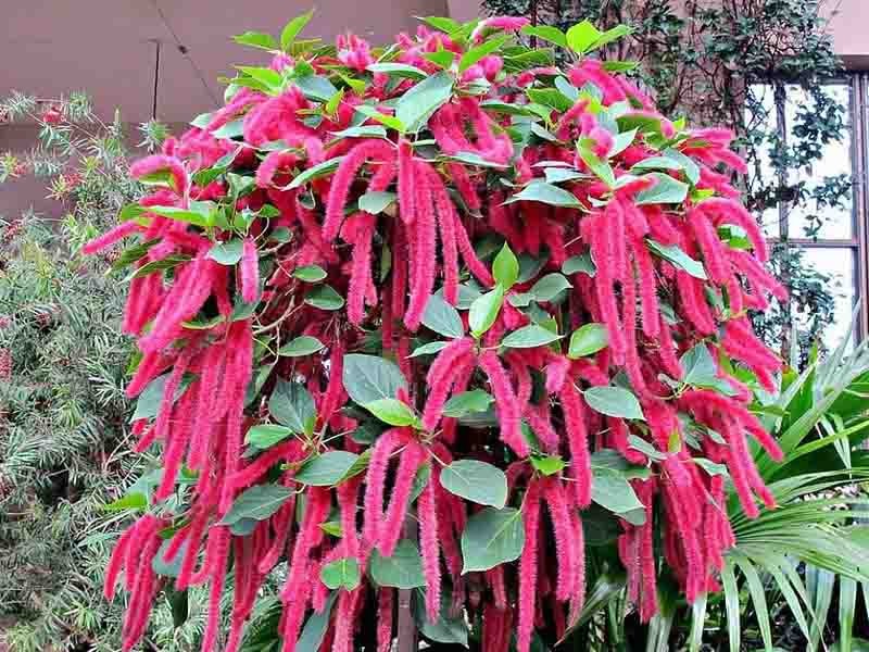 Cây Đuôi Chồn Có Tác Dụng Gì? Bài Thuốc Hay Được Áp Dụng