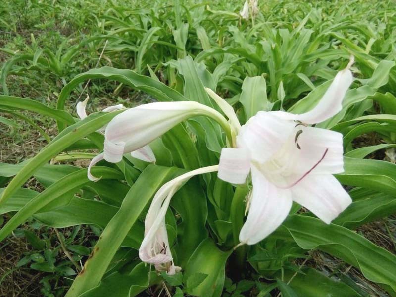 Trinh nữ hoàng cung: Đặc điểm, tác dụng và cách dùng hiệu quả