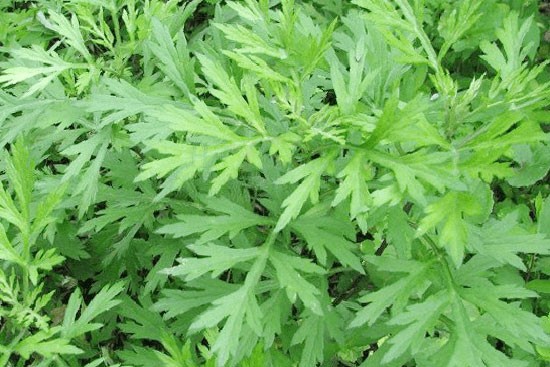 Rau ngải cứu có tác dụng gì? Cách dùng ngải cứu trị bệnh hiệu quả