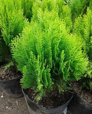 Trắc bá diệp sát trùng, cầm máu