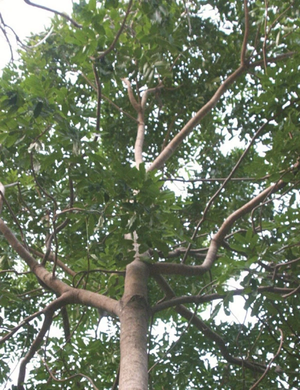 Một số cây thuốc mang tên loài khỉ (Kỳ II)