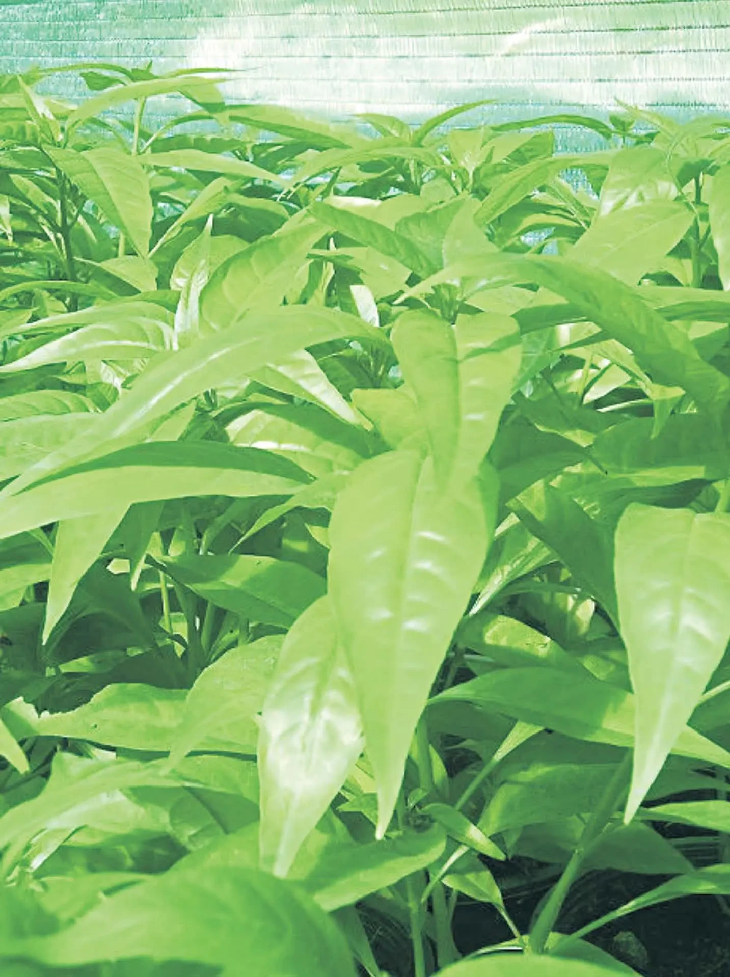 Một số cây thuốc mang tên loài khỉ (Kỳ I)